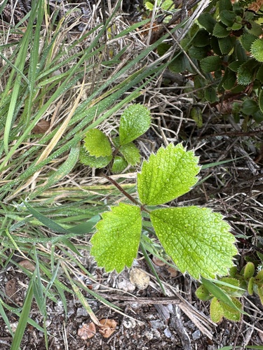 Fragaria chiloensis observed 2025-06-04