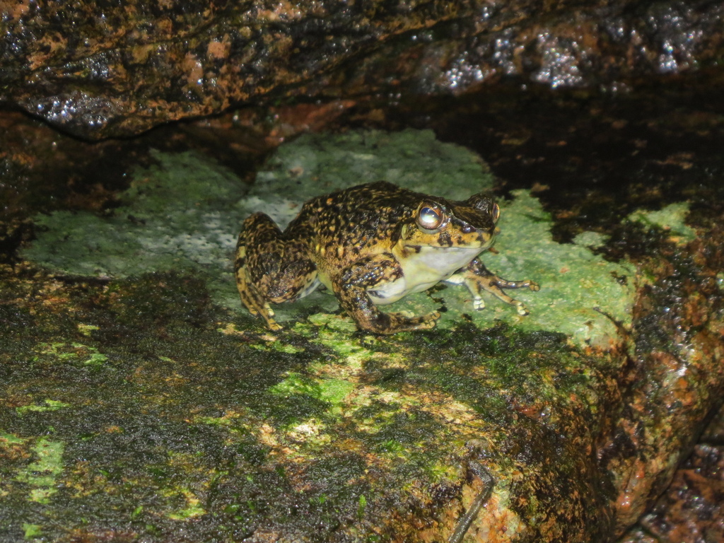 Hylodes cardosoi