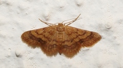 Brachyglossina manicaria