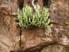 Euphorbia cooperi var. calidicola image