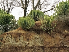 Euphorbia cooperi var. calidicola image