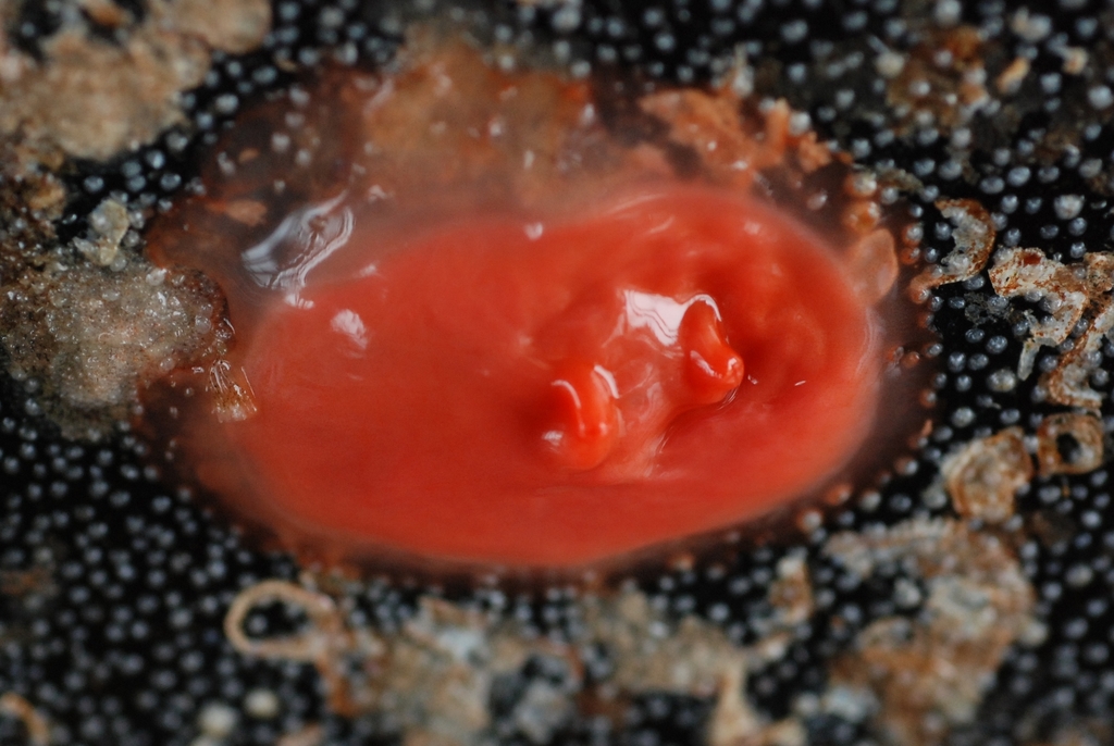 Cnemidocarpa