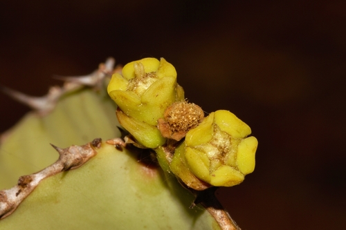Euphorbia cooperi var. calidicola image