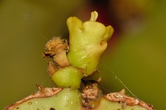 Euphorbia cooperi var. calidicola image