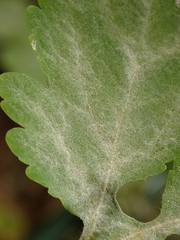 Erysiphe macleayae
