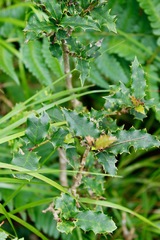 Ilex dipyrena