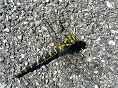 Cordulegaster bidentata