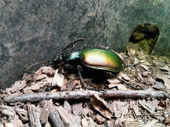 Calosoma sycophanta