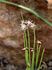 Bulbostylis oritrephes