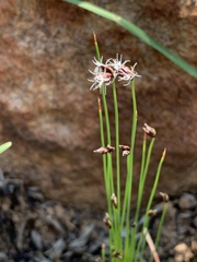 Bulbostylis oritrephes