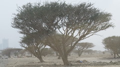 Vachellia tortilis raddiana