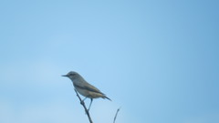 Oenanthe chrysopygia