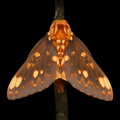 Citheronia mexicana