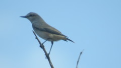 Oenanthe chrysopygia