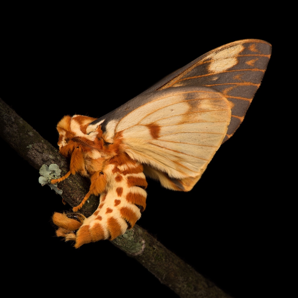 Citheronia mexicana