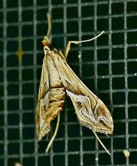 Lineodes fontella
