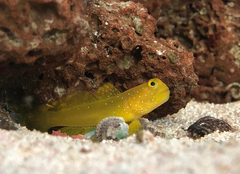 Cryptocentrus cinctus