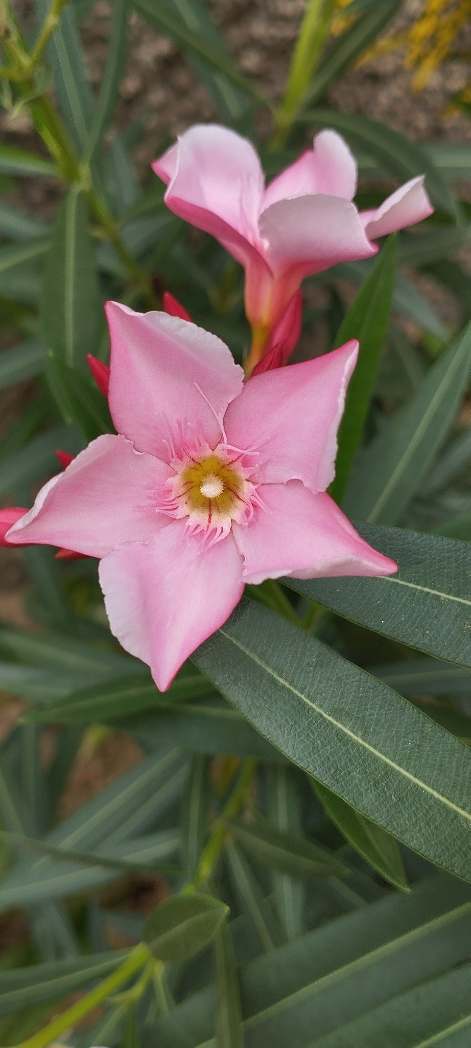Nerium oleander