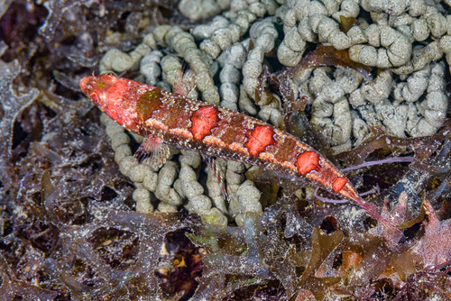 Redmarbled lizardfish (Synodus rubromarmoratus) — Synodontidae