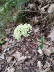 Hylotelephium maximum maximum