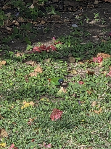 Fiji Parrotfinch (Erythrura pealii), photo 3
