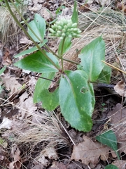 Hylotelephium maximum maximum