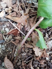 Hylotelephium maximum maximum