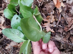 Hylotelephium maximum maximum