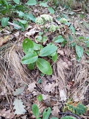 Hylotelephium maximum maximum