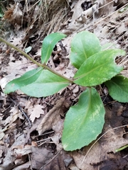 Hylotelephium maximum maximum