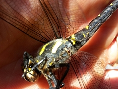 Cordulegaster bidentata