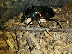Calosoma sycophanta