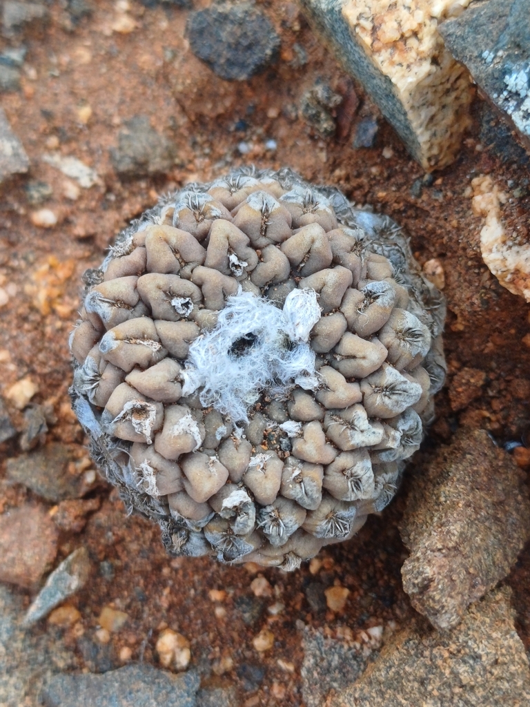 Eriosyce glabrescens, Atacama, CL