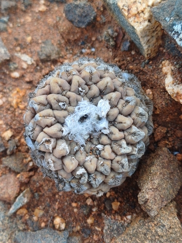 Eriosyce glabrescens