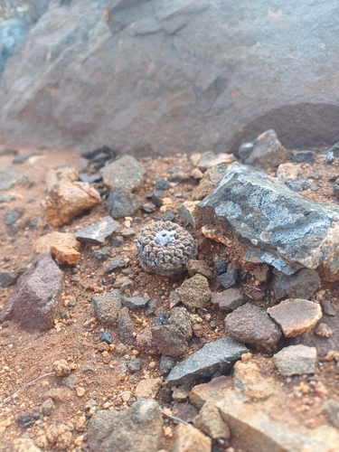 Eriosyce glabrescens
