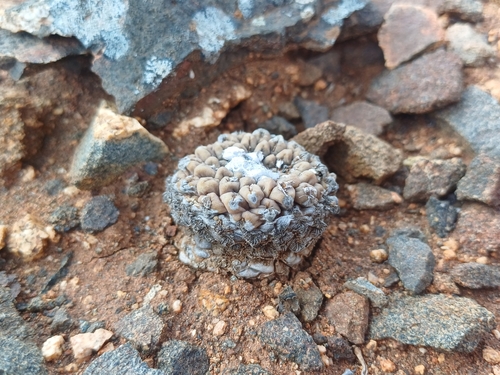 Eriosyce glabrescens