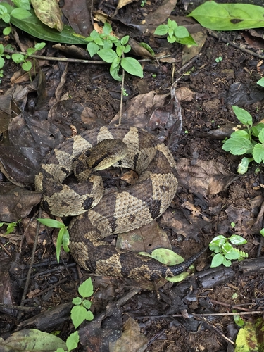 Central American Jumping Pit Viper