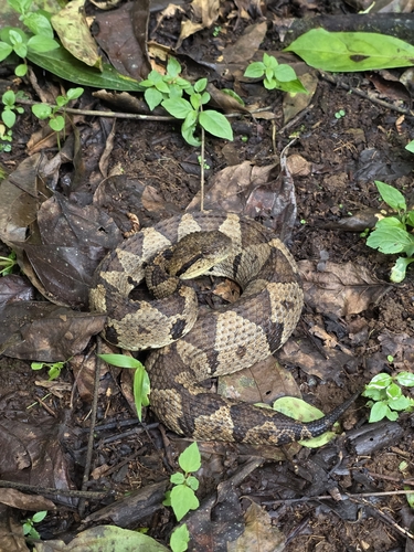 Central American Jumping Pit Viper