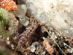 Isotomurus maculatus