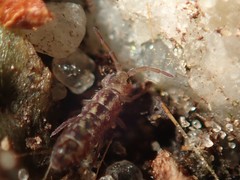 Isotomurus maculatus