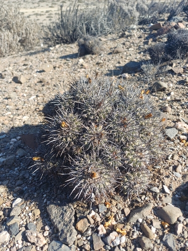 Copiapoa fiedleriana