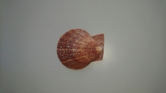 Chlamys