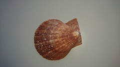 Chlamys