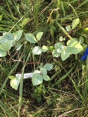 Fothergilla ×intermedia