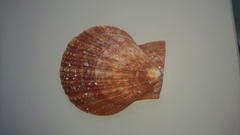 Chlamys