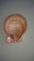 Chlamys