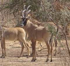 Hippotragus equinus koba