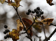 Crataegus chlorosarca