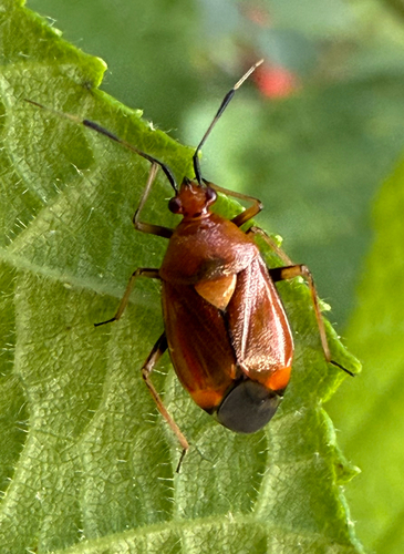 Red-spotted Plant Bug photo 4
