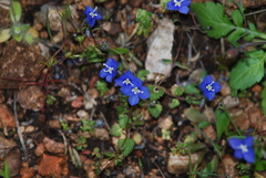 Veronica glauca